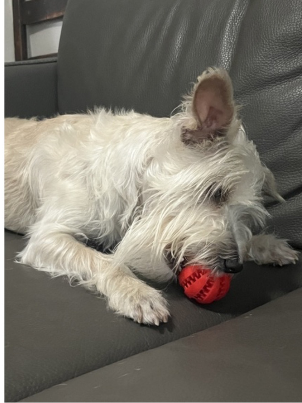 CHECK OUT ALL MY PET APPROVED TOYS, FEEDERS, TRAINING BUNDLES AND MORE 🐶🐱 - Picture 7 of 13